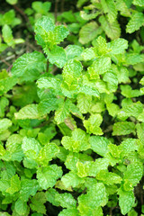 closeup of mint trees in garden