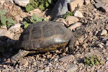 land tortoise Testudo graeca, Turkey