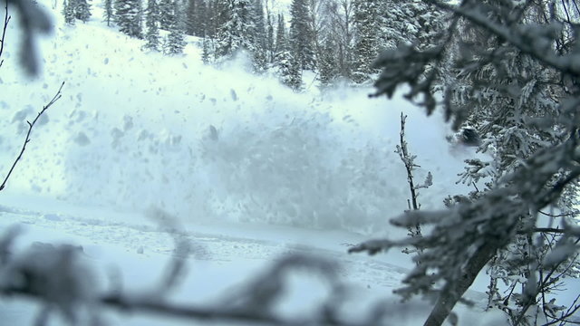 Backcountry snowboard rider making a turn amongst trees and splashing snow powder 