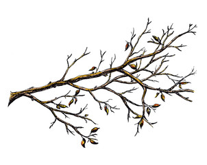 Ink hand drawn branch, autumn colors
