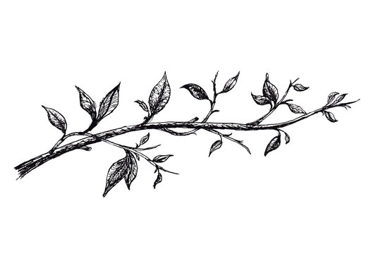 Ink hand drawn branch with leaves