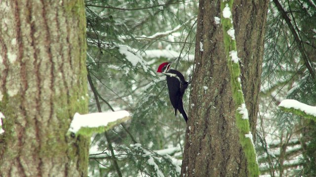 Pileated woodpecker (Drycopus pileatus) pecking at a tree in winter, Hockinson, Washinton, 4K, Ultra HD