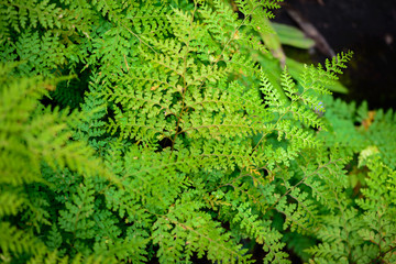 Fern leaf in the forest