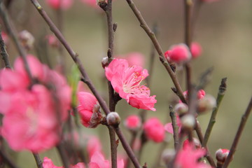 cherry flower , soft focus , blur background