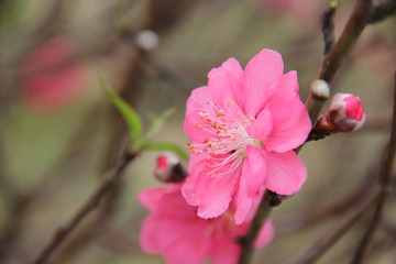 Fototapeta premium cherry flower , soft focus , blur background