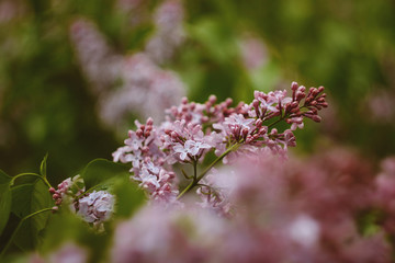 Close-up beautiful lilac flowers. Beauty world.
