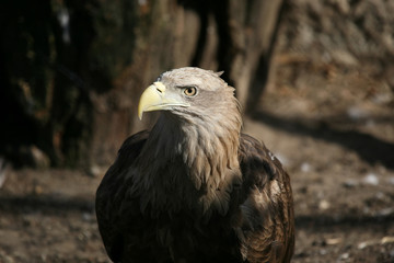 portrait of an eagle closeup