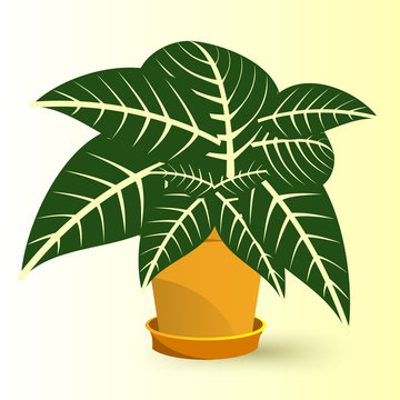 sanchezia plant in a pot