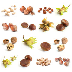 composition fruits d'automne de la forêt sur fond blanc