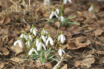 Snowdrops (Galanthus nivalis) in a floodplain forest