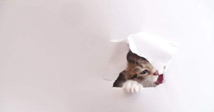 Tabby kitten with white paws on a white background