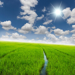 agriculture rice green field and blue sky background