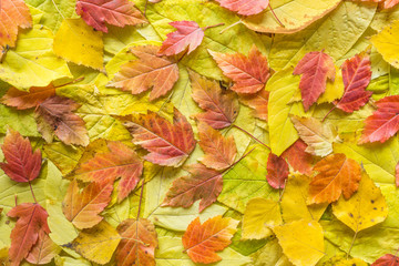 Autumn leaves colorful