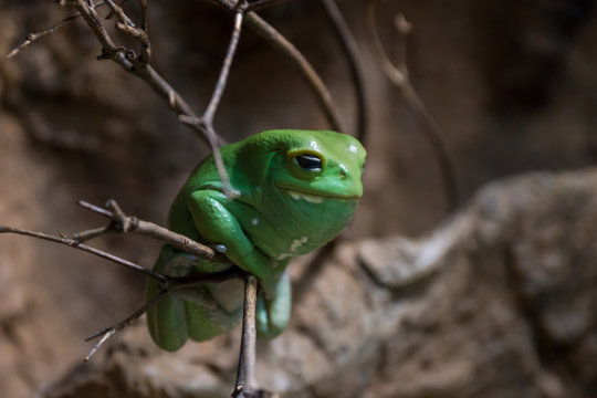3 最適な ソバージュネコメガエル 画像 ストック写真 ベクター Adobe Stock
