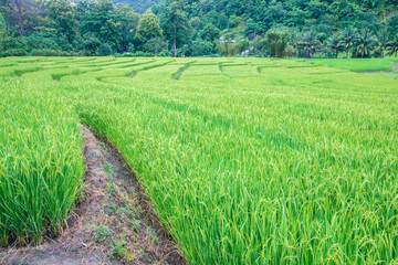 Fototapeta na wymiar Green Terraced Rice Field in Mae La Noi, Maehongson Province, Thailand