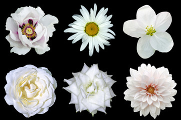 Mix collage of natural white flowers 6 in 1: peony, dahlia, roses, flax flower and daisy flower isolated on black
