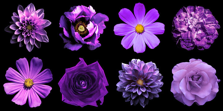 Fototapeta Mix collage of natural and surreal violet flowers 8 in 1: peony, dahlias, roses, perennial aster and primulas isolated on black