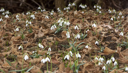 Snowdrops (Galanthus nivalis) in a floodplain forest