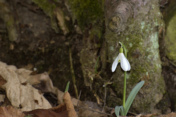 Snowdrops (Galanthus nivalis) in a floodplain forest