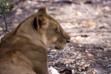 Leone - lion (Panthera leo)  del Selous Game Reserve in Tanzania
