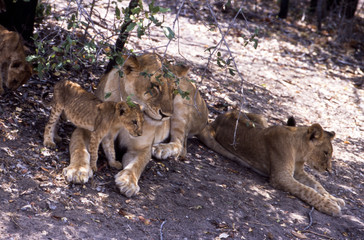 Naklejka premium Leone - lion (Panthera leo) del Selous Game Reserve in Tanzania 