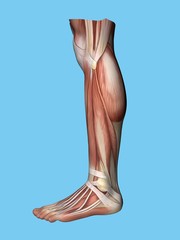 Anatomy lateral side view of leg and foot of a man including extensor digitorum brevis, achilles tendon, calf muscle, gastrocnemius muscle,soleus, peroneus longus and tendon tibalis anterior.