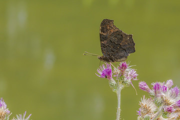 Kleiner Fuchs (Aglais urticae)