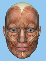 Anatomy front view of major face muscles of a male including occipitofrontalis, procerus, masseter, orbicularis, zygomaticus, buccinator and cranial aponeurosis. 
