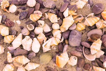 Collection of seashells and stones washed up onto a sandy beach