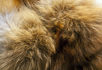 Red fox fur texture.