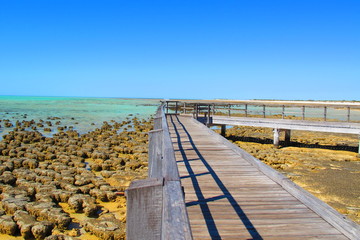 Stromatolites, Shark Bay, Western Australia
