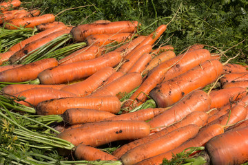 Carrot patch