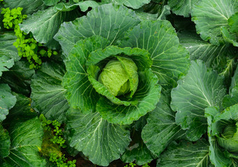 The fresh cabbage_03