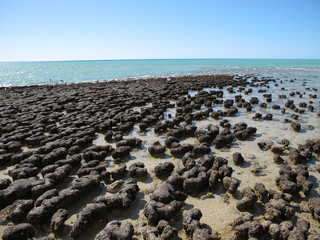 Stromatolites, Shark Bay, Western Australia
