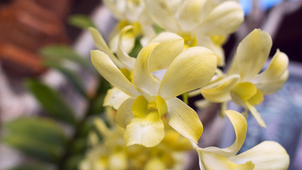 Branch of orchid on a sunny day