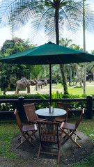Cafe overlooking park elephants