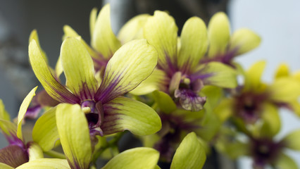 Yellow orchid branch on a sunny day