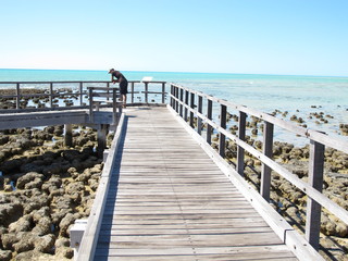 Stromatolites, Shark Bay, Western Australia

