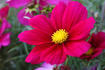 Cosmos Sonata Flowerfield pink red flower field Cosmos bipinnatus