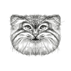 Sketch of Manul or Pallas cat&rsquo;s head isolated on white background. Carnivorous wild cat.