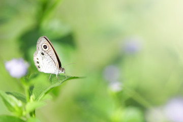 Butterfly on leaf