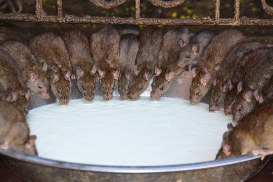 Ratten © wkbilder