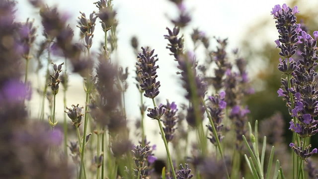 Lavender field in a garden.