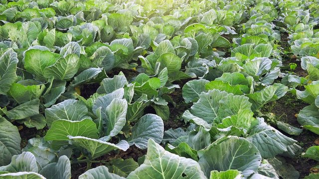 Collard green field, cultivated vegetable landscape