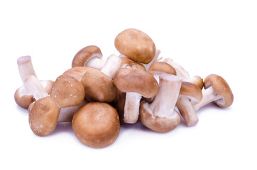 Shiitake mushroom on the White background