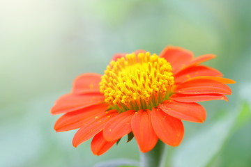 Zinnia flower