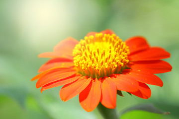 Zinnia flower
