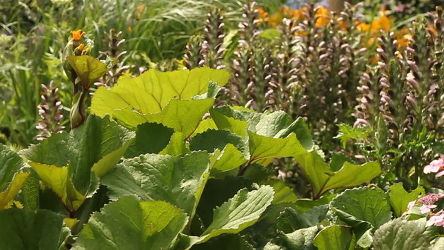 Various garden plants with a golden groundsel in the foreground.