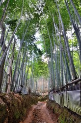 京都一周トレイル　西山コース　松尾山