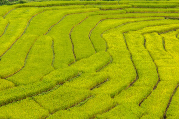 Green Terraced Rice Field in Mae La Noi, Maehongson Province, Thailand